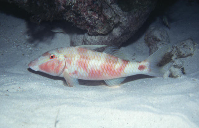 Parupeneus barberinus